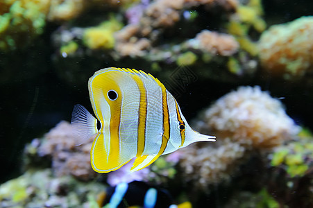 水下现场荒野蓝色环境海洋呼吸管游泳珊瑚盐水野生动物浅滩图片