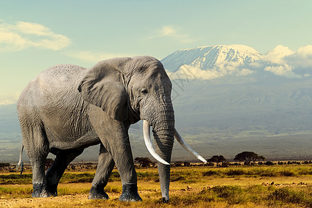 大象动物岩石荒野生态旅行奶牛哺乳动物象牙食草树干图片