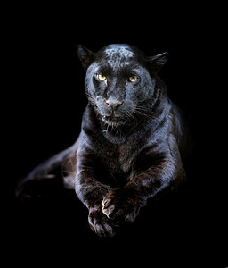 黑豹豹毛皮胡须丛林捕食者猎人野生动物荒野危险哺乳动物猫科动物图片