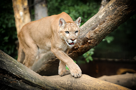 美洲豹猫科休息多面手捕食者哺乳动物动物林地生物猫咪大猫图片