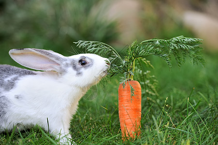 兔子兔野兔女性哺乳动物野生动物婴儿雏菊耳朵动物萝卜眼睛图片