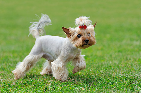 约克郡Terrier狗猎犬头发家畜毛皮舌头哺乳动物小狗犬类游戏哈巴狗图片