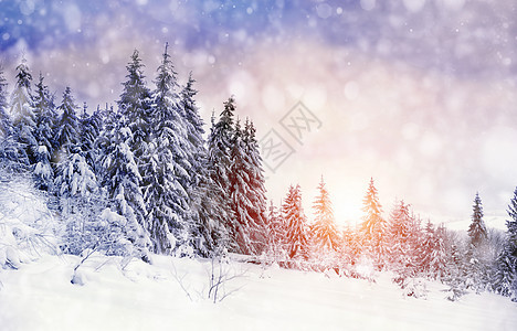 冬季风景太阳木头旅行公园全景季节暴风雪假期照明降雪图片