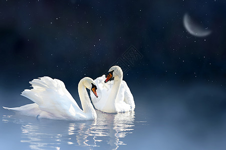 一对天鹅薄雾浪漫反射动物野生动物夫妻镜子荒野蓝色羽毛图片