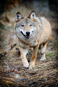 狼哺乳动物野生动物荒野捕食者俘虏动物木材犬类森林生物图片