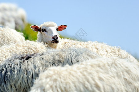 山中羊群环境岩石草地羊毛草原山脉旅游爬坡牧场家畜图片