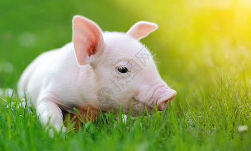青草上的小猪耳朵鼻子猪肉农业动物好奇心生活场地公猪食物图片