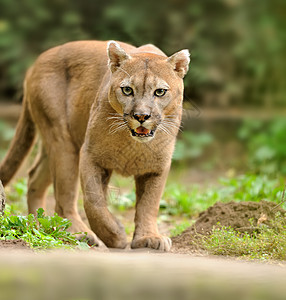 美洲狮动物野生动物哺乳动物猫咪多面手生物草原大猫捕食者林地图片