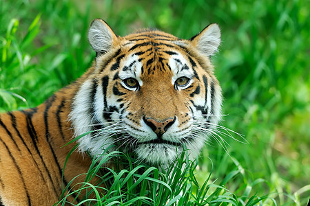 老虎愤怒眼睛哺乳动物猫科毛皮猎人侵略条纹危险豹属图片