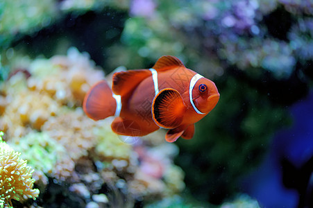 水下现场旅行热带鱼情调潜水浮潜阳光海洋热带珊瑚荒野图片