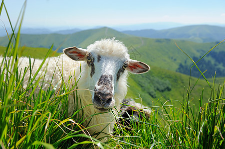 山中羊群羊肉旅行农场山脉天空风景场地农村农业家畜图片