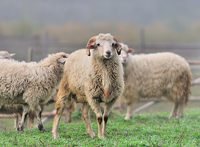 羊羊肉农场青少年兴趣生活羊毛哺乳动物动物母羊农村图片