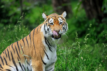 老虎毛皮栖息地食肉眼睛野猫动物猫科动物主题猎人捕食者图片