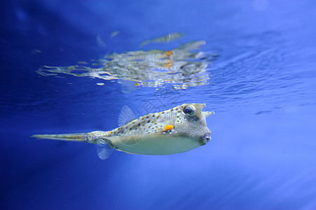 水下现场浅滩蓝色盐水潜水生活热带旅行荒野水族馆珊瑚图片