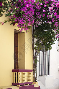 卡塔赫纳德印第亚斯的Balcony遗产殖民历史阳台紫色黄色花朵植物历史性房子图片