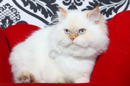 波斯族贵族猫椅子家具手臂宠物版税沙发小猫扶手椅猫科动物图片