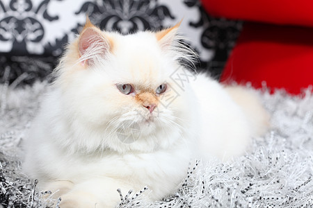 波斯族贵族猫扶手椅猫科动物家具版税椅子小猫手臂沙发宠物图片