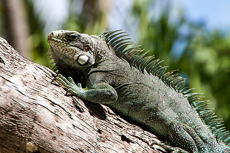 绿伊瓜纳蜥蜴生物爬行动物荒野宠物后院眼睛异国动物园野生动物情调图片