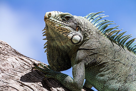 绿伊瓜纳蜥蜴热带情调冒充脊椎动物异国捕食者后院皮肤荒野身体图片