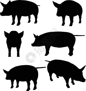 猪集合矢量 silhouett图片
