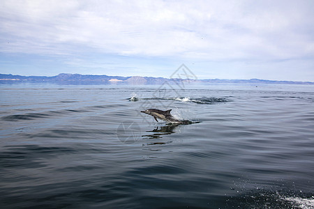海豚在下加利福尼亚州天使湾的海豚哺乳动物反射荒野干旱海洋沙漠山脉图片