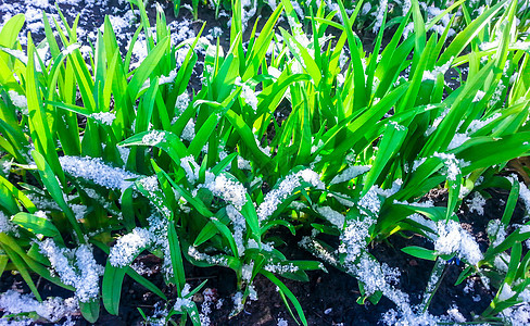 绿草上的雪生长冻结树叶宏观农业植物花朵季节灾难天气图片