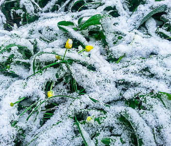 绿草和花朵上的雪图片