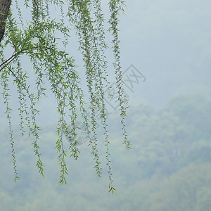 中国柳树湿地植物白色植物群柳属哭泣绿色垂柳叶子环境图片