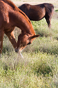 两匹棕色骑马放牧鬃毛哺乳动物草地牧场马匹草本植物乡村农田农场宠物图片