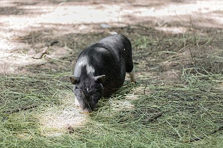越南猪被吃草了哺乳动物农场大腹乡村鼻子地面母猪食物头发动物图片
