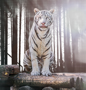 大白孟加拉虎条纹动物眼睛野生动物捕食者白色哺乳动物鼻子森林毛皮图片