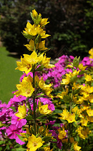 黄色的松草与多彩花朵成对图片