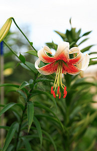 美丽闪亮的莉莉植物园艺百合花瓣图片