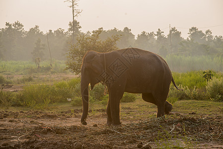背景大象阴影公园厚皮环境动物婴儿国家象鼻象头树干图片