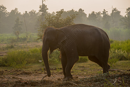 背景大象哺乳动物环境象鼻象牙野生动物象头婴儿树干公园荒野图片