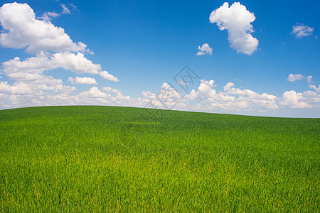 美丽的风景 清蓝的蓝天空草地远景季节农业环境土地农场叶子蓝色场地背景图片