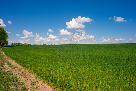 美丽的风景 清蓝的蓝天空爬坡自由季节土地场景天气农业城市阳光农场背景图片