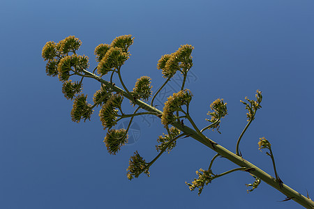 阿加韦花朵植物植物群天空绿色蓝色植物学图片