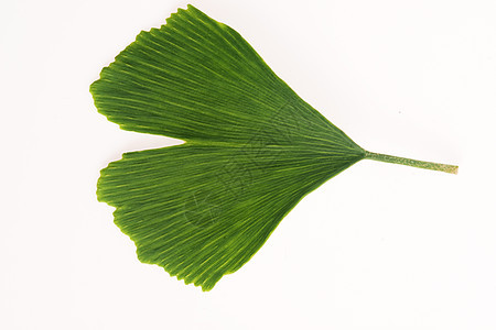 Ginkgo 树叶叶药品草本植物绿色叶子草本白色食物宏观植物枝条图片