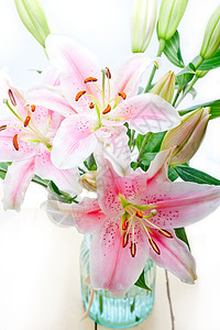 粉红百合花花花束纪念日绿色花瓣花园百合花朵植物群植物粉色工作室图片