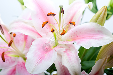 粉红百合花花花束宏观墙纸植物群百合粉色花朵植物工作室花瓣绿色图片