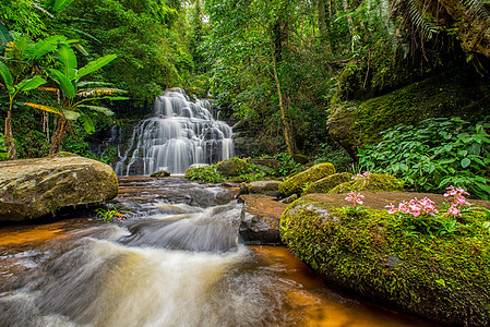 明当的瀑布下满是抗日葵花 只开在天上森林公园木头国家生长假期天堂风景热带运动背景图片