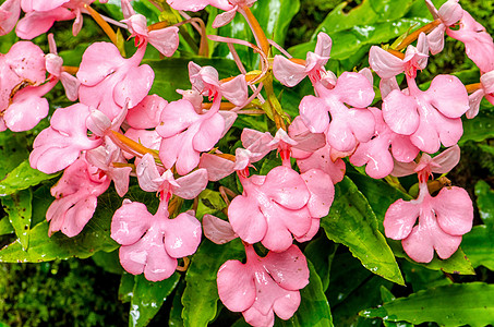 粉红色的罗多谢拉哈比纳里亚游泳假期宏观热带激流风景理发师天堂兰花植物图片