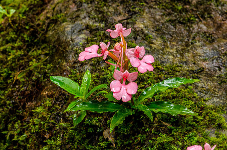 粉红色的罗多谢拉哈比纳里亚兰花养护舌头激流国家叶子木头植物红唇运动图片
