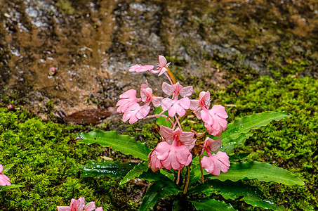 粉红色的罗多谢拉哈比纳里亚瀑布植物情调丛林生长下雨紫色激流叶子溪流图片