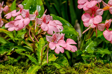 粉红色的罗多谢拉哈比纳里亚兰花风景公园白内障国家瀑布热带红唇天堂养护图片