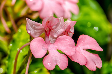 粉红色的罗多谢拉哈比纳里亚理发师运动风景瀑布宏观园艺舌头荒野植物群公园图片