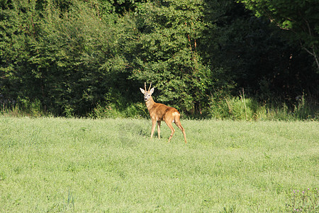 野生野生动物绿草森林鹿肉背景图片