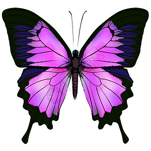 蝴蝶 美丽的粉色和紫色矢量插图鳞翅目荒野生活野生动物环境昆虫飞行脆弱性绘画天线图片