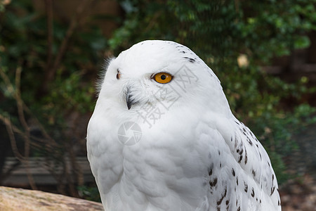 雪猫的肖像白色雪鸮摄影鸟类水平飞行主题眼睛夜猫子鸟舍图片